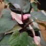 Philodendron – Pink Princess – 4″ Pot